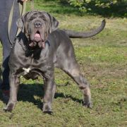 кани античи дель мондо тиффани