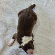 Bambik Bubusiowo FCI