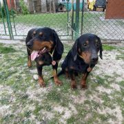 Словацький копов