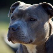 ARLET form Halls of Valhalla