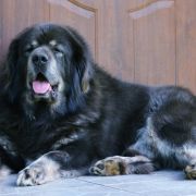  CH.Pl DERNIER CRI Hominem Quero