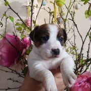 Apacz Winged Guardians FCI 