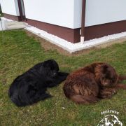 VINONA Cygańskie Niedźwiadki (FCI)