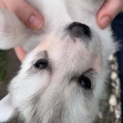 Lincoln z Bratkowej Ohany