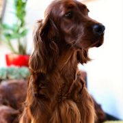 Irish Future (FCI) Diamond Sky 4