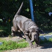 DANIELLA DEL' BOSCO FOLTO