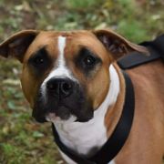 ZINNAMONN SPICE S OSTROVA SHATCILINSKOGO