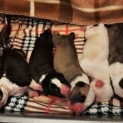 Autumn litter D' 2020