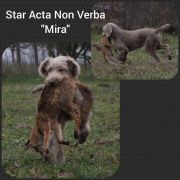 STAR Acta Non Verba 