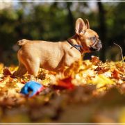 TELIMENA Hokus Pokus z Perlowej