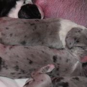 TAURIEL Czar Olbrzyma