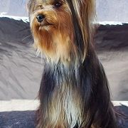 COLETT z Krainy Fiony FCI