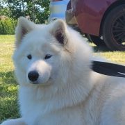 SIERRA SUPER STAR Silver from the North FCI 