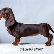 SHEDARIAN DIVINITY