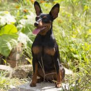 Magnificent Baronessa