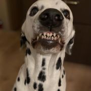 Lyshran aus dem Haus Punctum