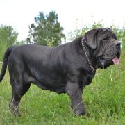 CLEOPATRA DEL' BOSCO FOLTO