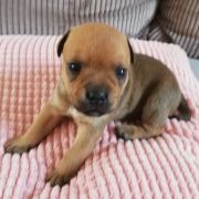 BOURBON Horseradish Gang Staff