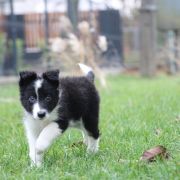 FURCAS from Vistula Gorge