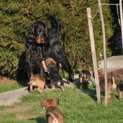 Duke Everywhere z Ojcowskiej Doliny FCI