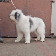 GLAMOROUS DESTINY Collis Amores 