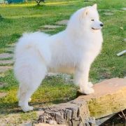 Polar Mist White Star Don Juan 