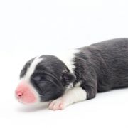 ANIMA DE RIVIA Natalaland