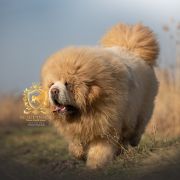 Vadim NGAU DYNASTY MASTIF WAY