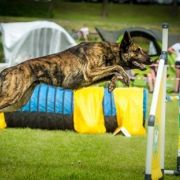 Agar Rayo De Sol Per Bene 3