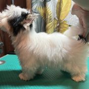 IDOL Sfora w Papilotach