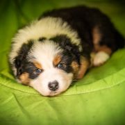 Fafik z Bratkowej Ohany