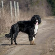 Aussie Welkope CZAS NA ZMIANY