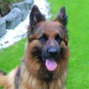 ARIA z Wiślanej FCI