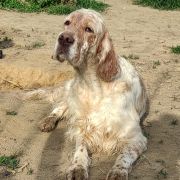 Harriet Z Ziemi Lowickiej 'POLLY'