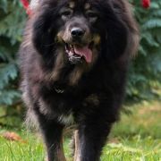 Bajra Aslan's Shadow 