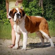 DIAMOND KING ALSANI GIANTS 