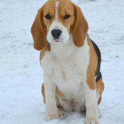 AMAZING SUCCESS VANESSA DARLING JOY