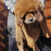 BEA Fear Faire (FCI)