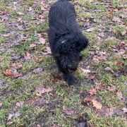 KOMODO Pies dePerro (FCI)