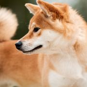 Derubiru Go Yuukitohokori (FCI)