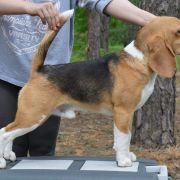 SELESTA'S DREAMS KNOW HOW TO WIN