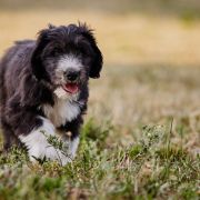 SYRIUSZ z Futrzastych Nicponi