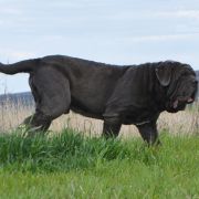 CORLEONE DEL' BOSCO FOLTO