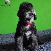 MARLEY Diamond Lamb