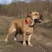 Mł Ch Pl BIG TAURA Tołdi(FCI) 