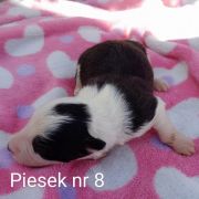 piesek 8