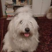 Tonia Białe Bursztynki FCI