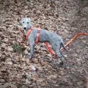 AURORA Garden Calypsa (Ciri)