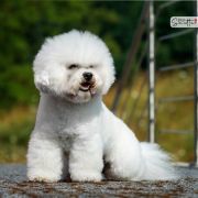 Walcott Aschar Hascikova