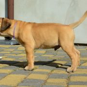 Casa de BM Rio OyoBull FCI 